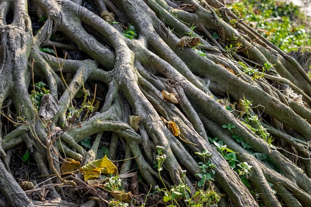 Spread roots of an aged banyan tree close up