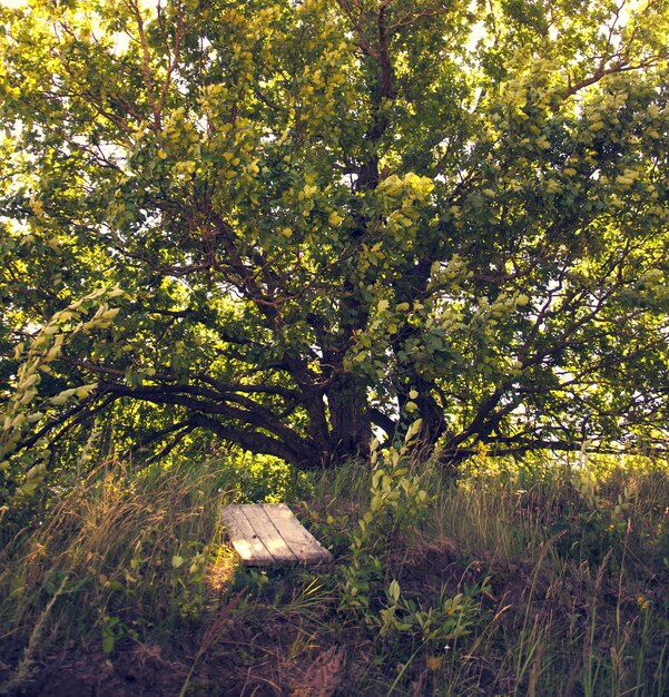 Spreading oak on the hill in a summer day