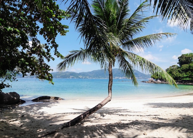 Spreading palm tree by the sea Thailand