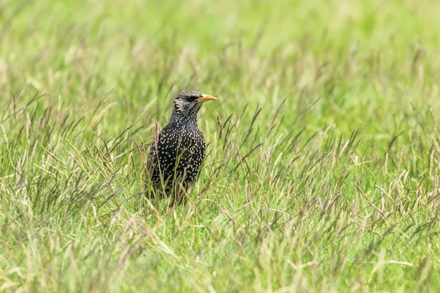 Spreeuw in groen gras (Sturnus vulgaris) Europese spreeuw