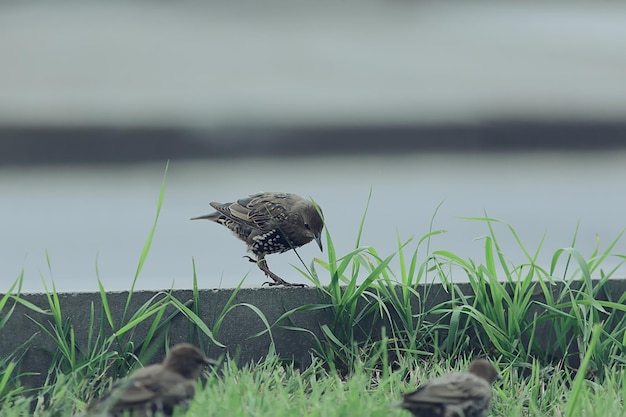 spreeuw, kleine grasmus, wildlife macro portret vogel