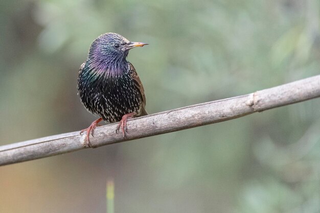 Spreeuw Sturnus vulgaris Malaga Spanje