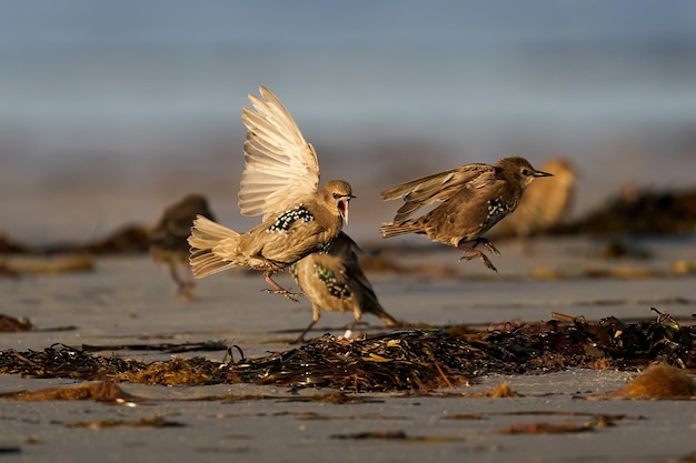 Spreeuw Sturnus vulgaris