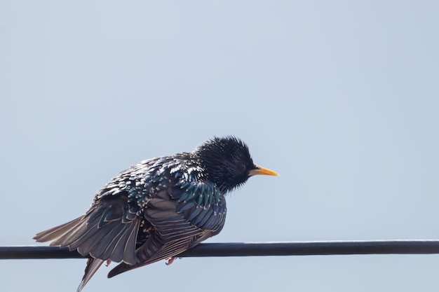 Spreeuw zittend in draad Europa Natuur Wildlife