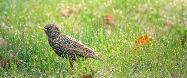 Spreeuw zittend op het groene gras met dauwdruppels