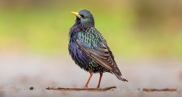 Spreeuw zittend op het groene gras met dauwdruppels