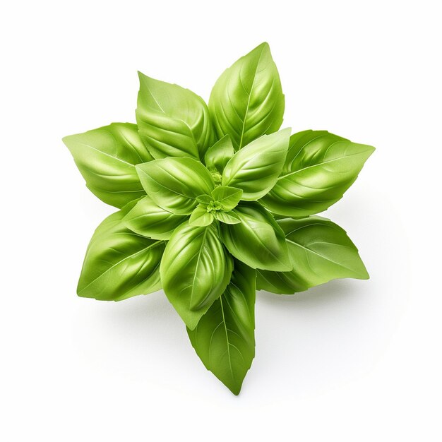 Photo a sprig of basil is shown on a white background