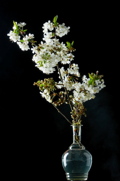 Rametto di fiori bianchi di ciliegio in fiore sul nero