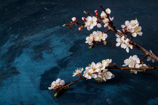 Sprig of Cherry Blossoms on a dark blue surface