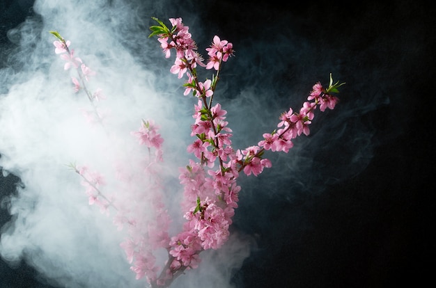 Sprig of cherry blossoms in smoke and water drops on black