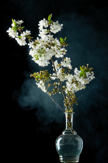 Sprig of cherry blossoms in smoke and water drops on black