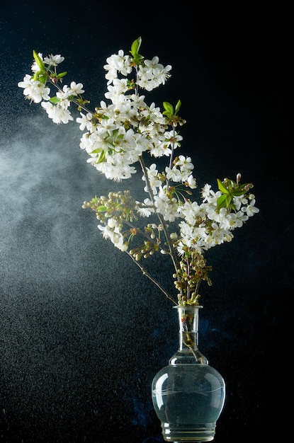 Sprig of cherry blossoms in smoke and water drops on black