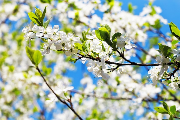 Sprig of cherry blossoms and white cherry flowers