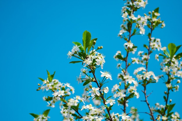 Sprig of cherry blossoms with white blooming flowers and a yellow core against a blue sky