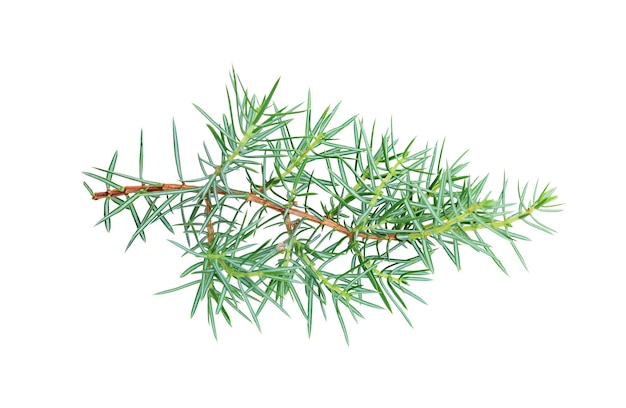 Sprig of conifers isolated on white background