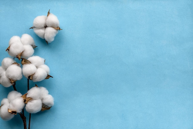Photo sprig of cotton with flowers on a blue background top view