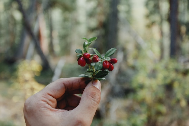 Sprig of cowberry with leaves and berries in hand