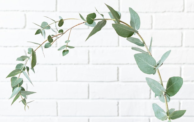 Photo sprig of eucalyptus against the white brick wall.