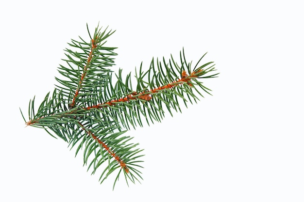 A sprig of evergreen spruce is isolated on a white background