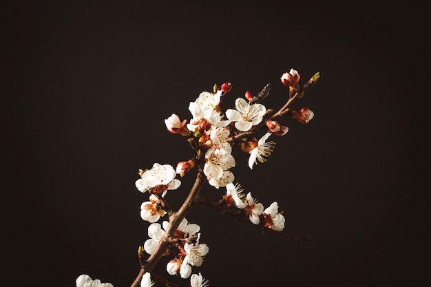 Sprig of Flowering Apricot on a Black surface.