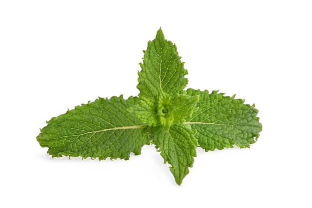 Sprig of fresh green mint on a white isolated background