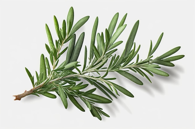 Sprig of fresh green rosemary against a white background