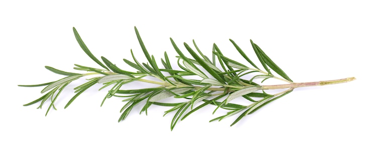 Photo sprig of fresh rosemary isolated on white . rosemary branch