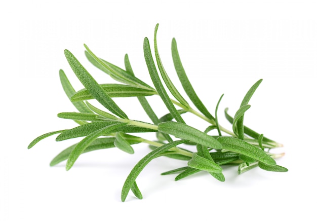 Sprig of fresh rosemary isolated on white