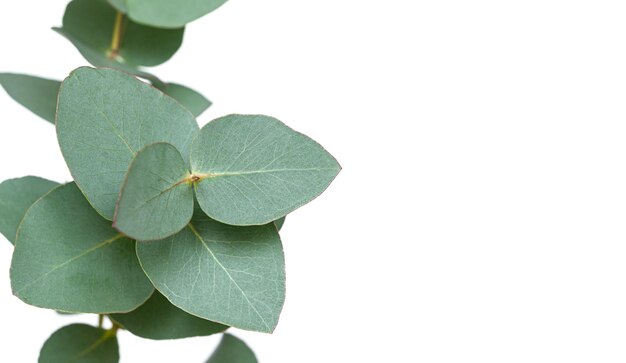 Sprig of green eucalyptus isolated on a white background with copy space