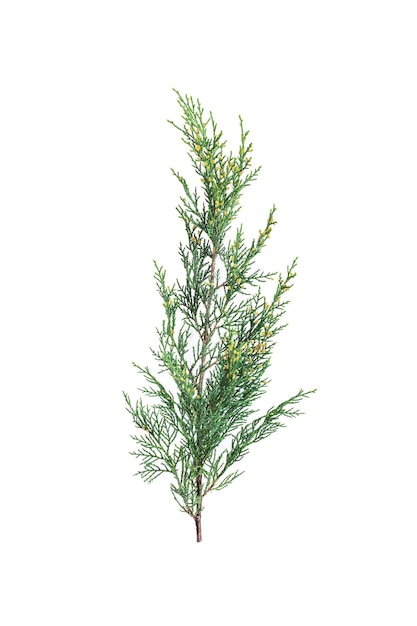 Sprig of green juniper on a white background.