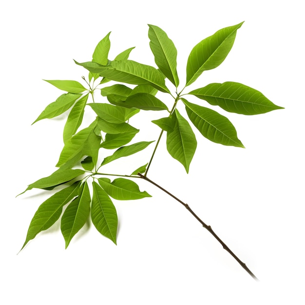 Веточка зелёных листьев, изолированная на белом фоне