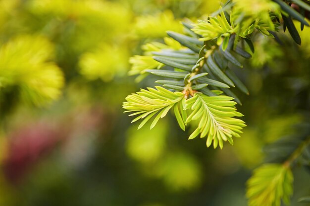 Sprig of green spruce