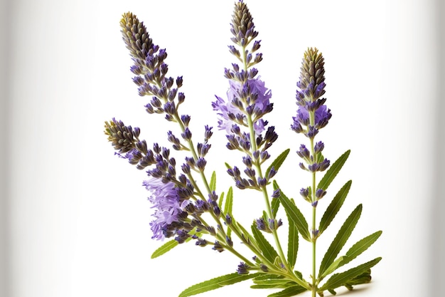 Sprig of lavender beginning to bloom on white background plucked from lavanda field