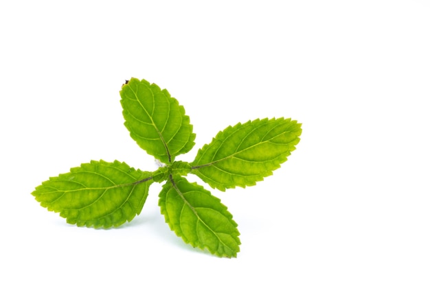 A sprig of mint on a white background