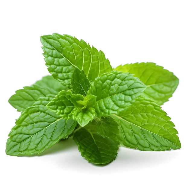 A sprig of mint with a white background