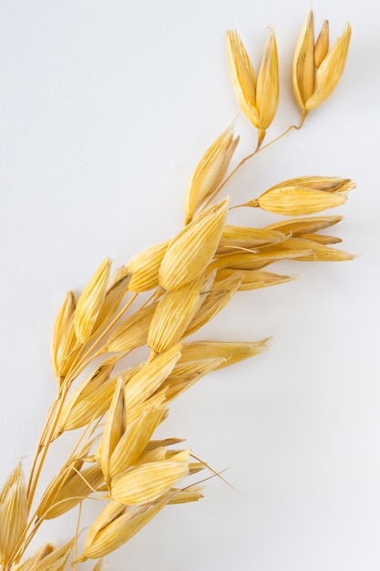 Sprig of oats on a white background vertically