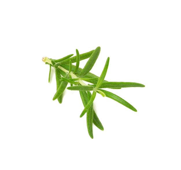 흰색 배경에 분리된 녹색 잎이 있는 로즈마리, 고기와 수프를 위한 향기로운 향신료