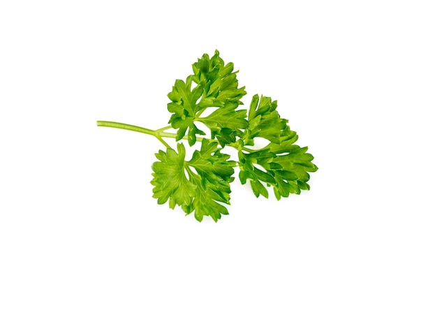 Sprig of parsley