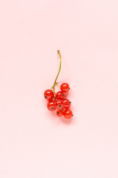 Sprig of red currant berry on pastel pink paper background in minimal style