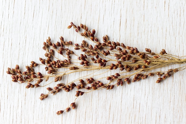 Sprig of red millet isolated on white