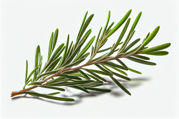 Premium AI Image | A sprig of rosemary is shown on a white background.