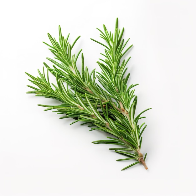 A sprig of rosemary is on a white background.