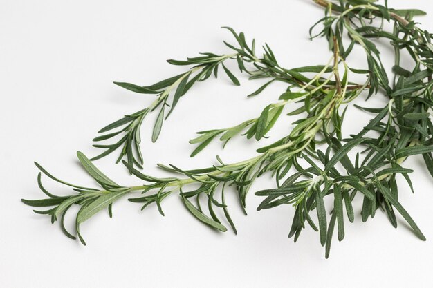 Sprig of rosemary isolated