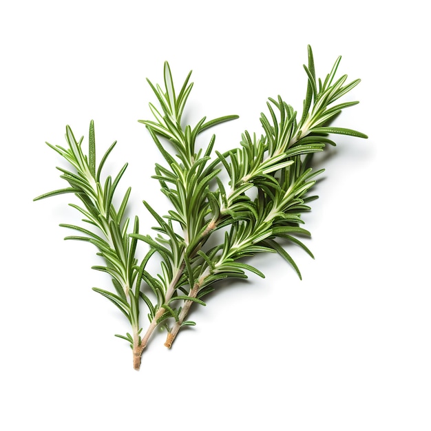 A sprig of rosemary on a white background