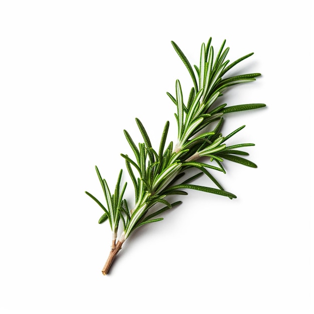 A sprig of rosemary on a white background