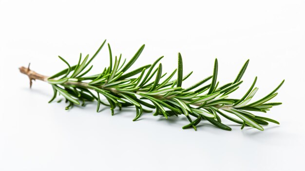 A sprig of rosemary on a white surface