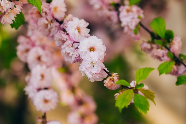 Sprig of shrub almond with flowers