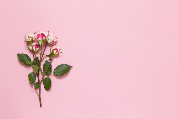 Sprig of small roses white red on pink background, copy space.