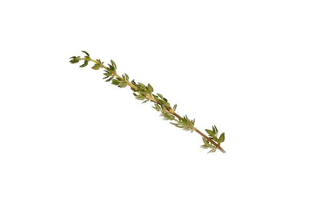 Sprig of thyme isolated on a white surface