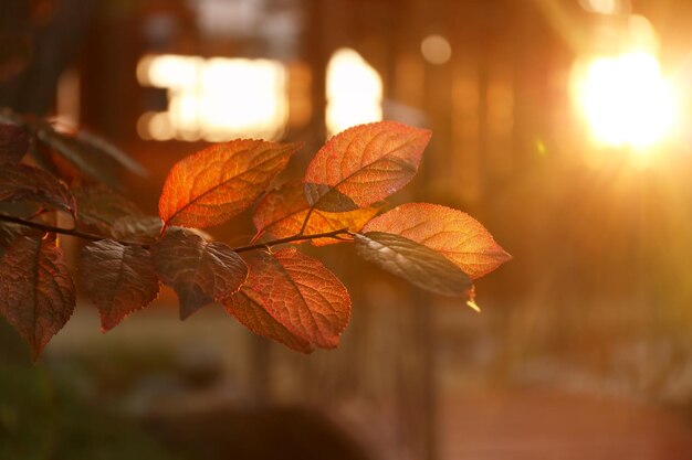 背景をぼかした写真の夕暮れ時の葉と小枝します。